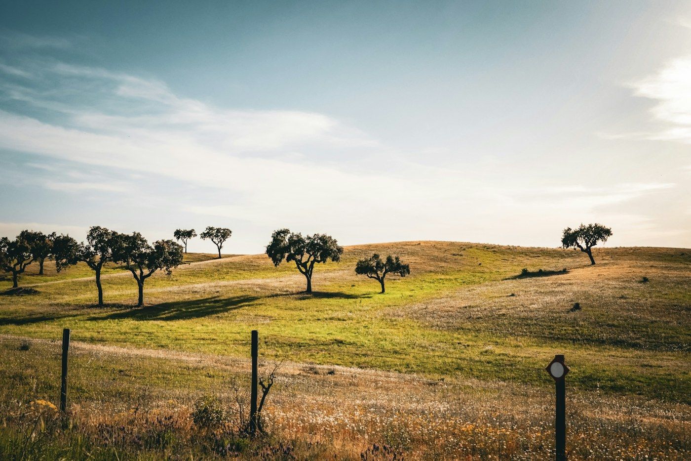 Rolling Alentejo hills with scattered trees and a fence.