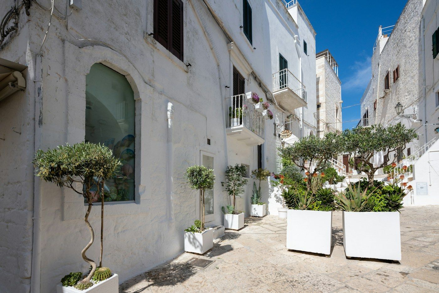 A white street in Ostuni with potted olive trees.
