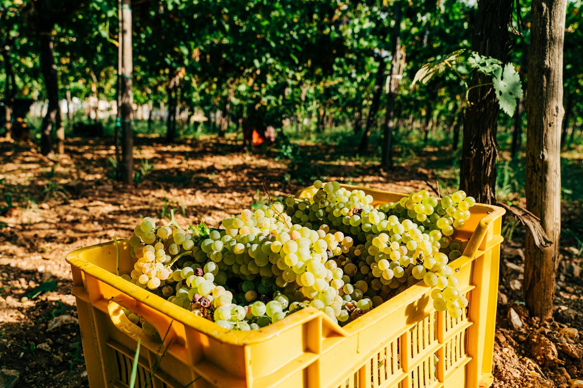 A crate of freshly picked grapes in a Puglia vineyard.